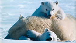 Arctic Tale