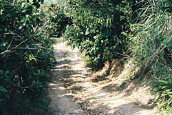 A typical woodland path on Iriomote