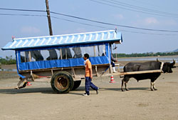 A water buffalo takes visitors across a partially submerged sandbank to tiny Yubu Island