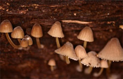 Mycena lux-coeli