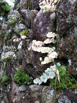 lichens, ferns and succulents
