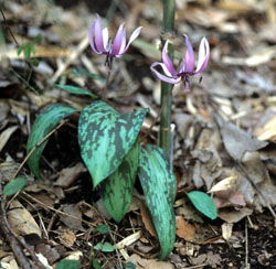 Dogtooth violet