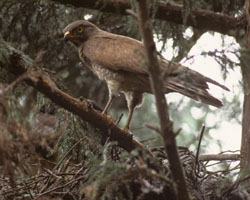 Gray-faced buzzard