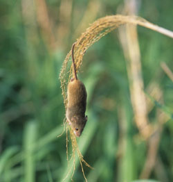 Japanese harvest mouse