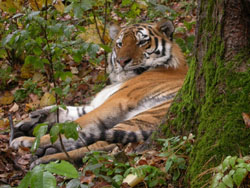 A Siberian tigress