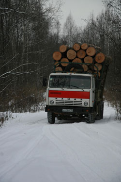 truck loaded with Korean pine