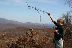 A Russian biologist with the Wildlife Conservation Society tracks one of the tigers