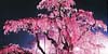 Sakura, cherry blossoms