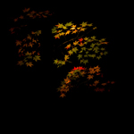 Night, colored leaves in Tokyo