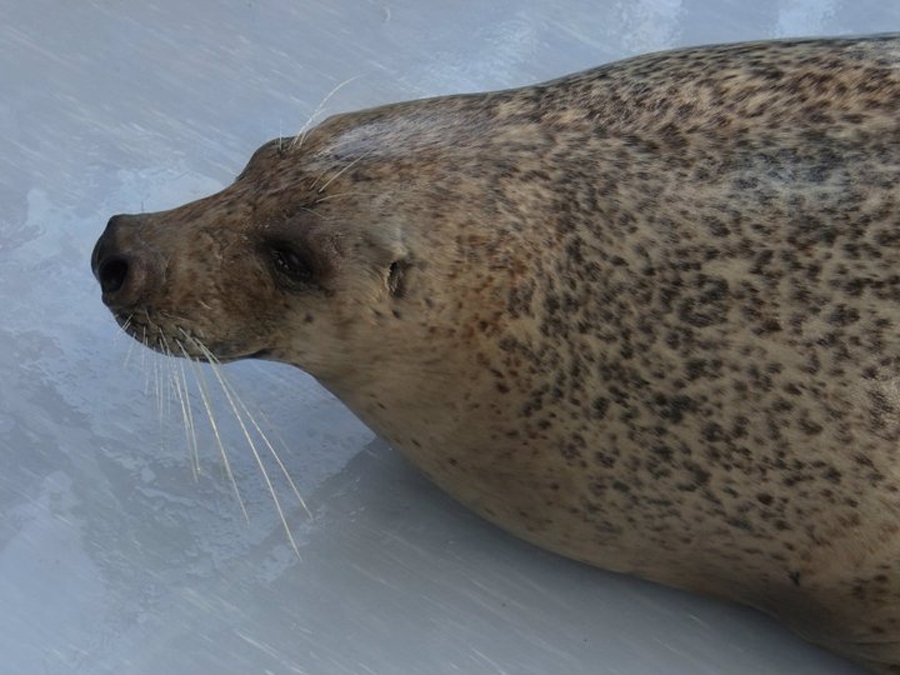 Seal at Okhotsk Tokkari Center, Monbetsu, Hokkaido