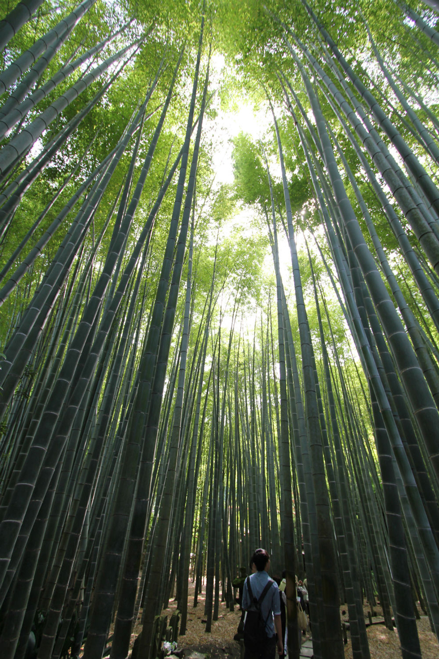 Super-tall bamboo line the pathway, Hokokuji Temple, Kamakura