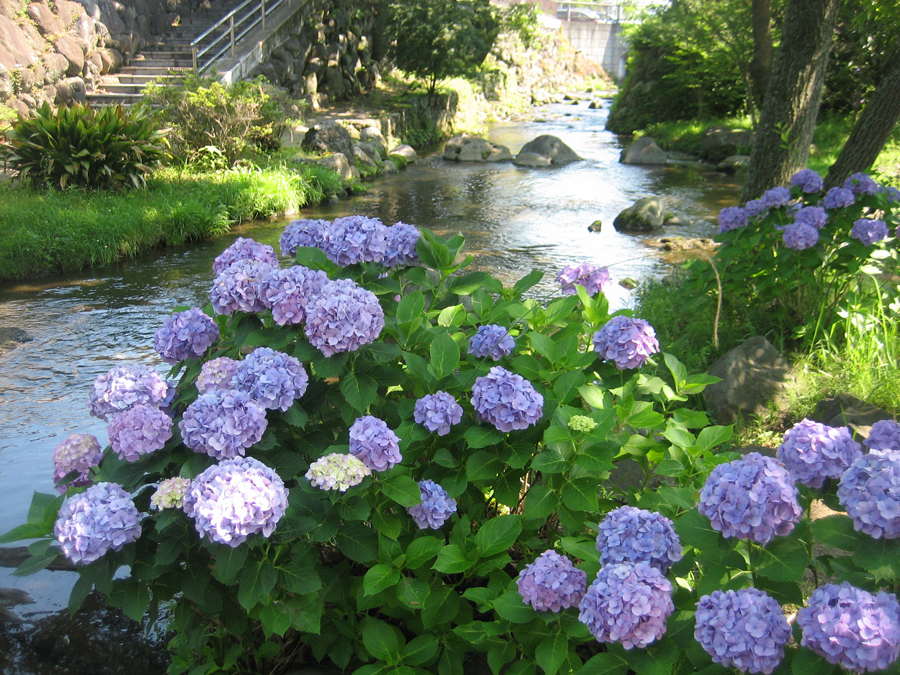 Hydrangea nearby a limpid stream, Susono, Shizuoka Pref.