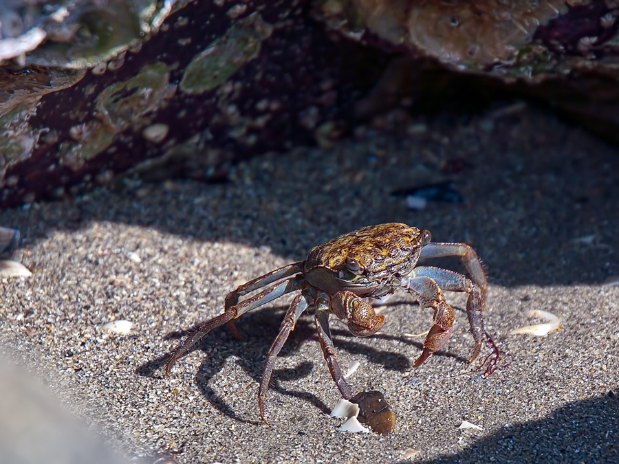 Radiation-deformed crab?, Aichi Pref.