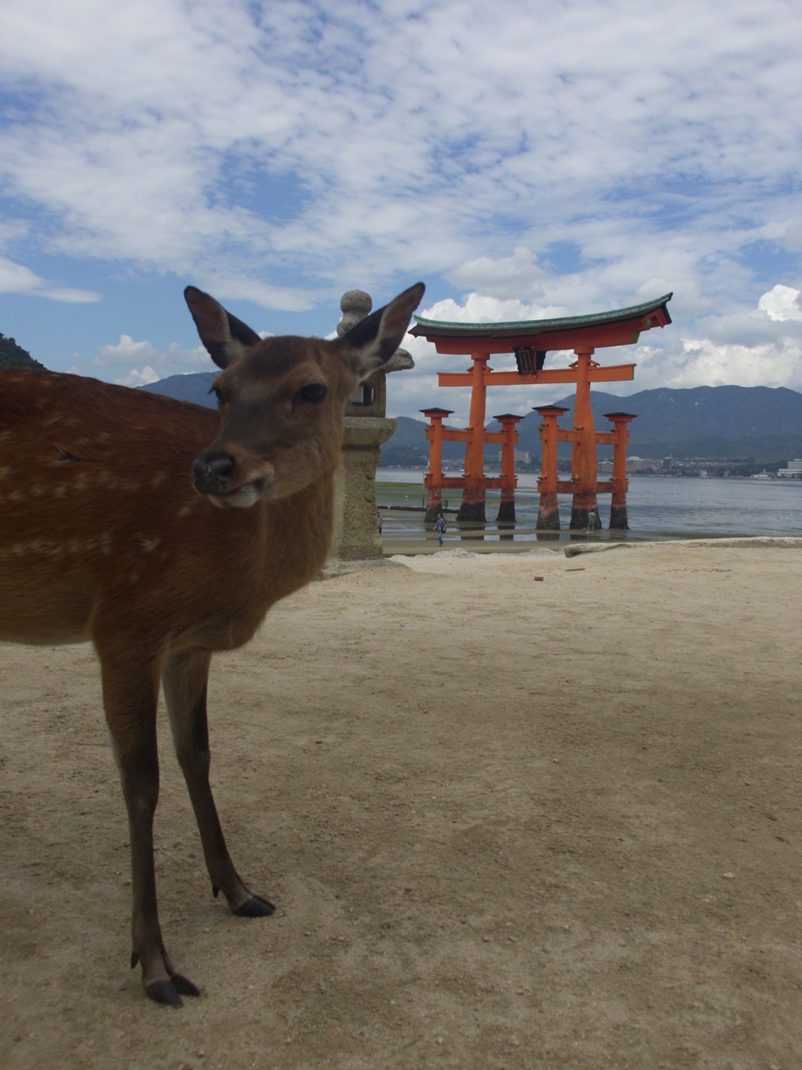 Inquisitive deer, Miyajima, Hiroshima Pref.