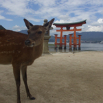 Inquisitive deer, Miyajima, Hiroshima Pref.