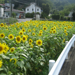 Sunflowers in full bloom, Izu City, Shizuoka Pref.