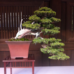 Bonsai art, Meiji Shrine, Tokyo