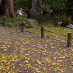 Late fall, Kiyosumi Gardens, Tokyo