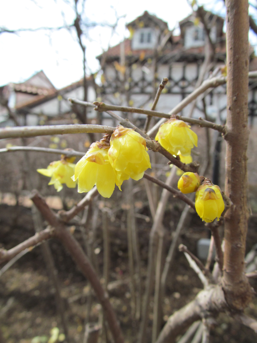Robai (Wintersweets) in bloom, Gotenba, Shizuoka Pref.