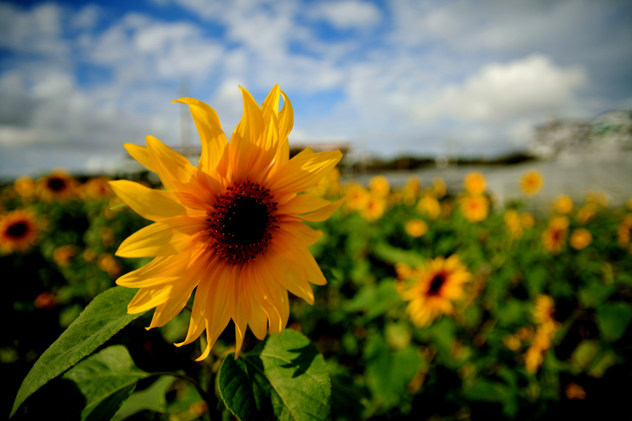 Sunflower, Nakagusuku, Okinawa Pref.