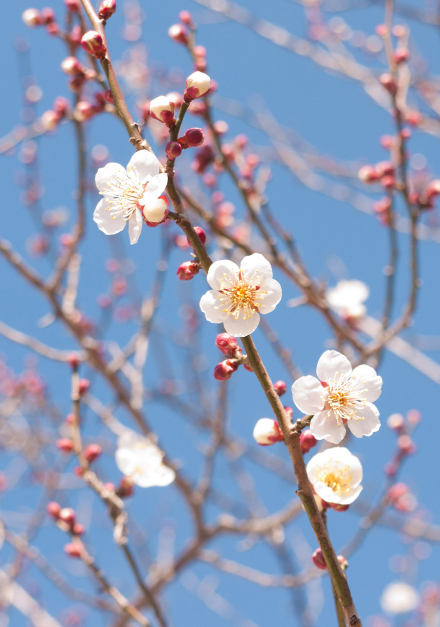 Spring has come!, Soga Bairin, Odawara, Kanagawa Pref.