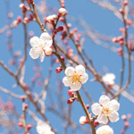 Spring has come!, Soga Bairin, Odawara, Kanagawa Pref.