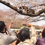 Photographing cats in Ueno Park, Tokyo