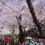 Spring pleasure, Ookayama, Tokyo