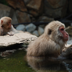 Monkeys relaxing in an onsen, Jigokudani, Nagano