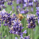 Enjoy with lavender! Tanbara Lavender Park, Numata, Gunma Pref.