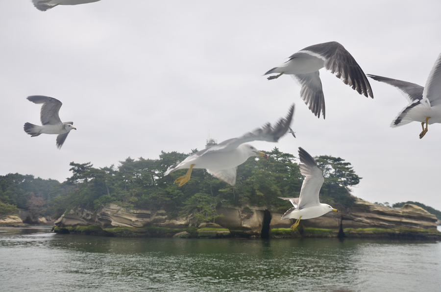 Seagulls in Matsushima Bay, Miyagi Pref.