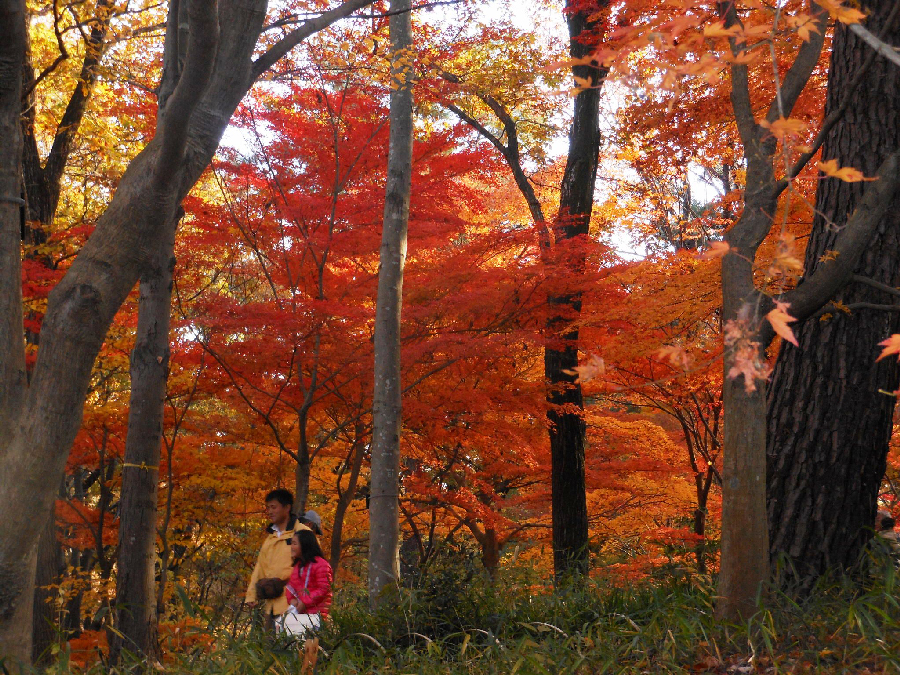 Falling for Autumn Shinrin Park, Saitama Pref.