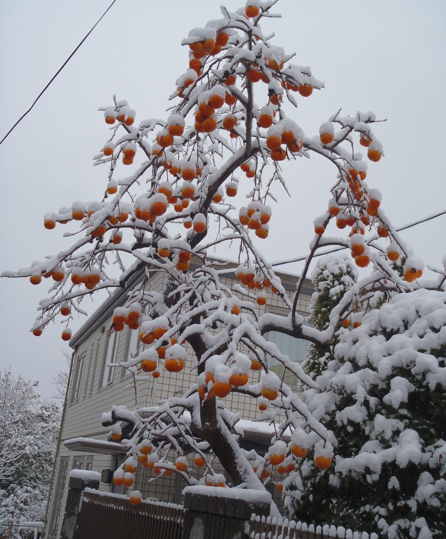 Fruit Tree, Taihaku Ward, Sendai