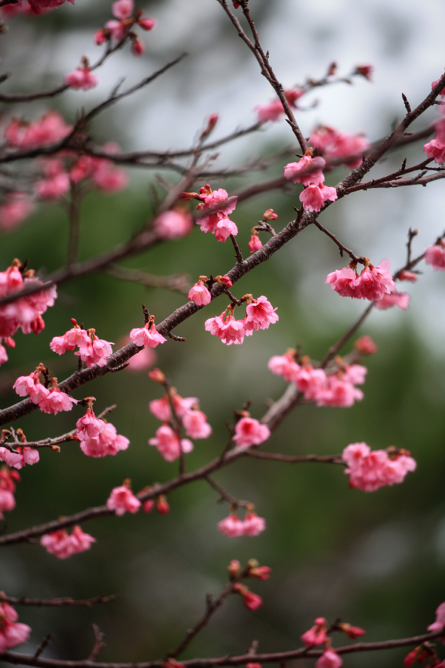 Okinawan <i>sakura</i> have bloomed, Yaedake, Okinawa Pref.