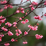 Okinawan <i>sakura</i> have bloomed, Yaedake, Okinawa Pref.