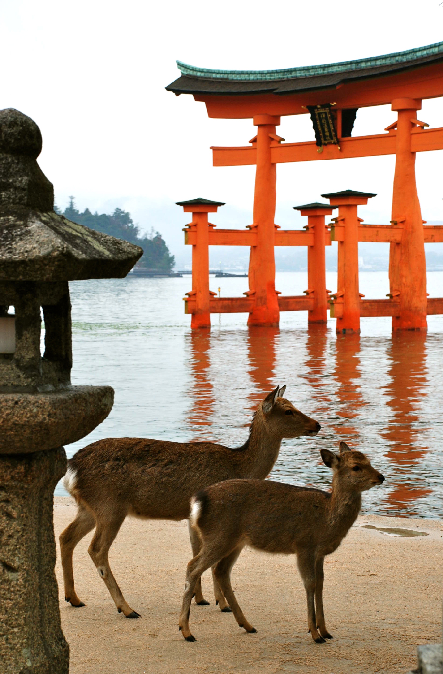 Japanese deer at the Floating Gate, Itsukushima Shrine, Miyajima, Hiroshima Pref.