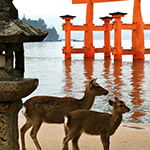 Japanese deer at the Floating Gate, Itsukushima Shrine, Miyajima, Hiroshima Pref.