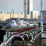 Seagulls of Kobe