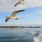 Hungry seagull, Matsushima, Miyagi Pref.