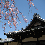 Blue sky and cherry blossoms in Yanaka, Tokyo