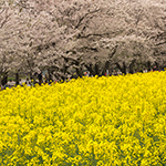 Mustard owers bloom with cherry blossoms, Saitobaru, Saito City, Miyazaki Pref.