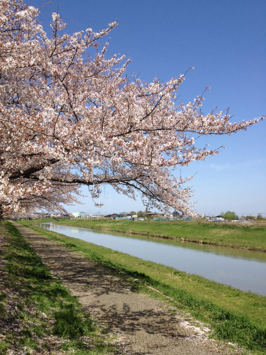 Waygoing cherry blossom, Niigata River, Koshigaya, Saitama Pref.