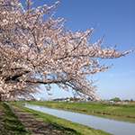 Waygoing cherry blossom, Niigata River, Koshigaya, Saitama Pref.
