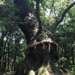 Sacred tree (a camphor), Atsuta Shrine, Nagoya