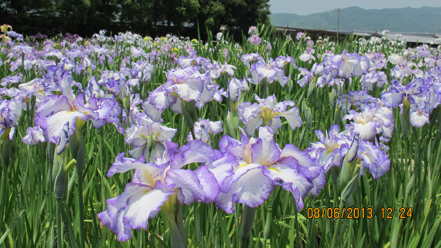 Iris at Kamo Garden, Kakegawa, Shizuoka Pref.