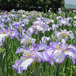 Iris at Kamo Garden, Kakegawa, Shizuoka Pref.