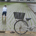 Handy work after automatic rice planting, Kannamicho, Shizuoka Pref.