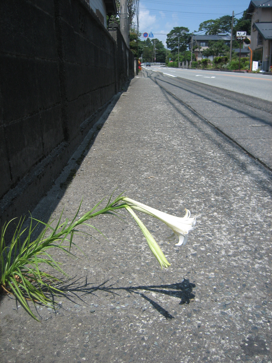 Lonely trumpet lily in a road gap, Gotemba, Shizuoka Pref.
