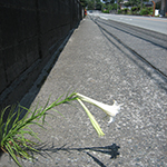 Lonely trumpet lily in a road gap, Gotemba, Shizuoka Pref.