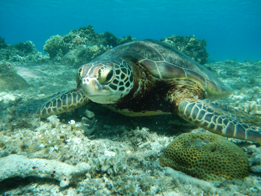 Green sea turtle, Tokashiki, Okinawa Pref.
